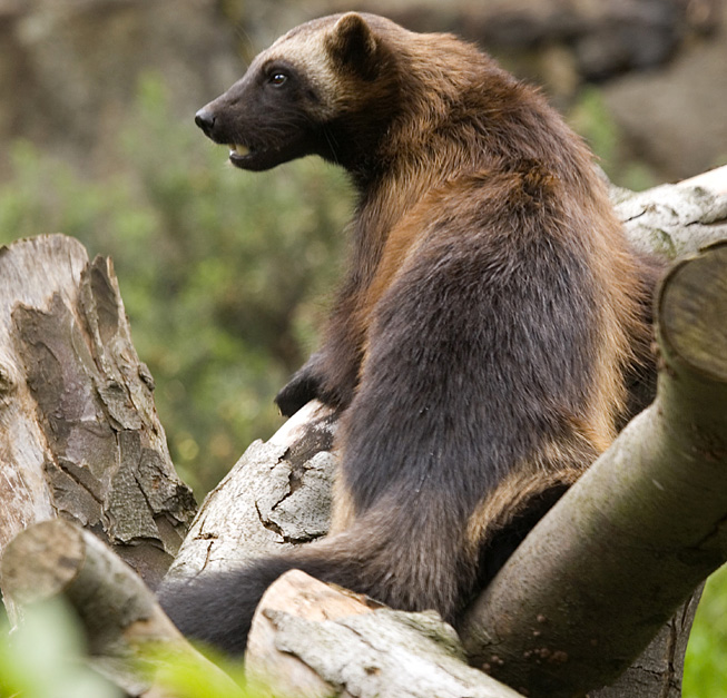This is a photo of a wolverine standing on a log