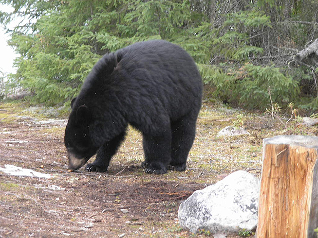 This is a photo of a big 400 pound Black Bear sniffing the ground for food scraps at one of the shore lunch areas