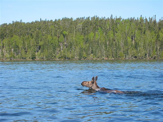 This is a photo of a young Moose calf swimming across the lake