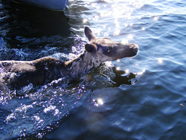 This is a photo of a Woodland Caribou swimming in the lake