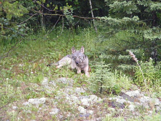 This is a photo of a young Wolf sitting in a clearing on the shore